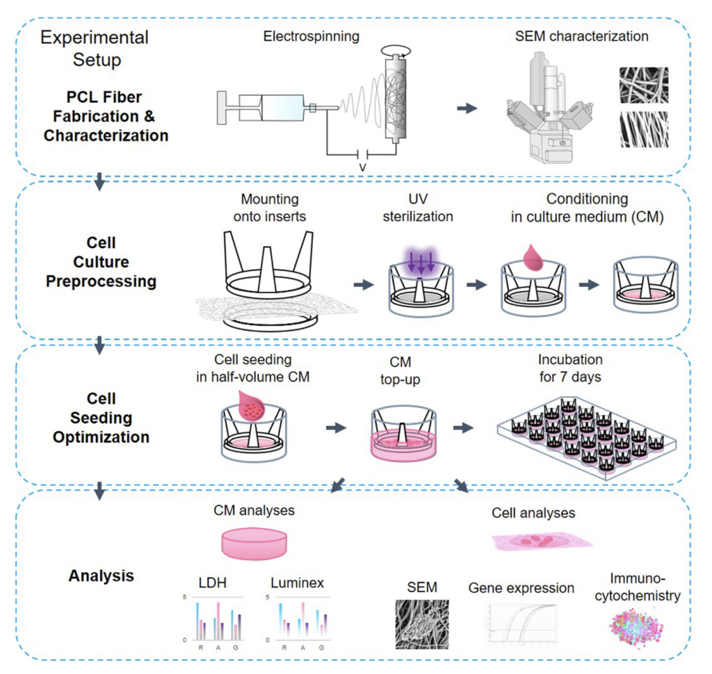 Figure: briefly describes the methods and experimental setup. Image taken from the article itself 